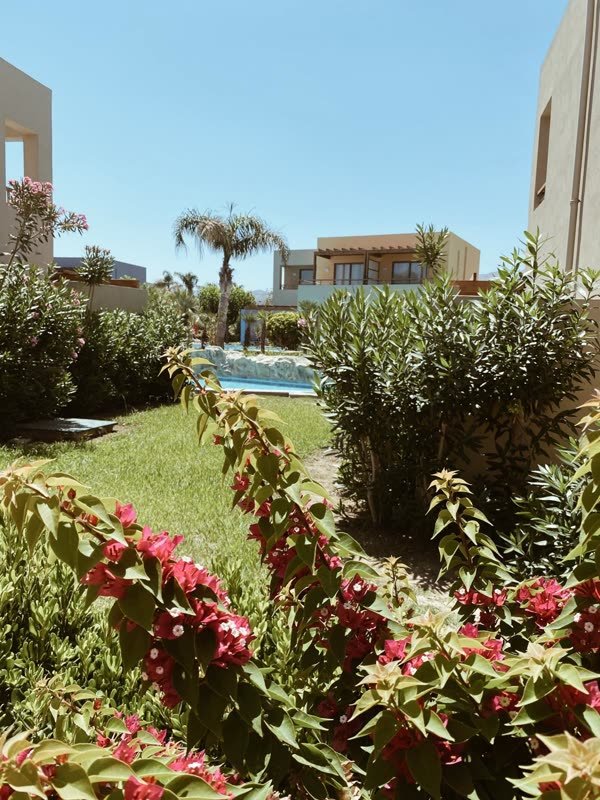 Blühende Bougainvillea im Garten mit Blick zum Pool
