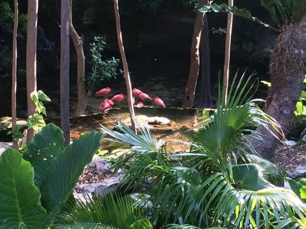 Flamingos an der Lagune mitten in der Dschungelanlage