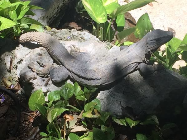 Leguan sonnt sich auf einem Stein in der Gartenanlage