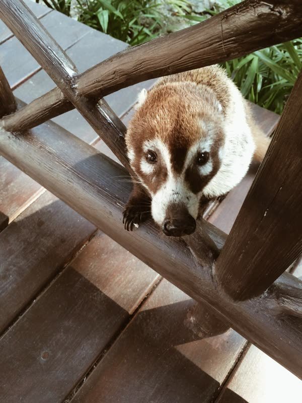Neugieriger Nasenbär auf dem Holzgeländer der Anlage